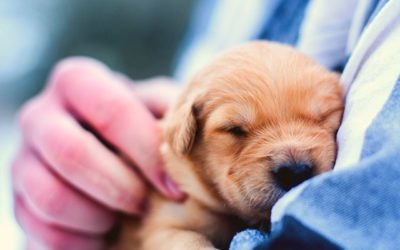 tareas auxiliar veterinario