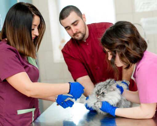 Estudiar auxiliar de clínica veterinaria