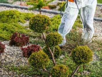 Estudiar la certificación de jardinería profesional