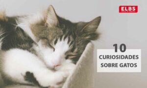 10 curiosidades sobre gatos que probablemente no sabías