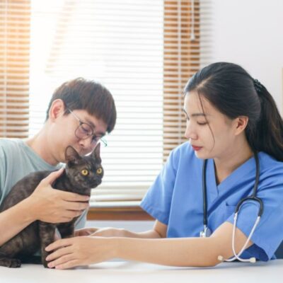 Especialízate con el curso de oncología veterinaria