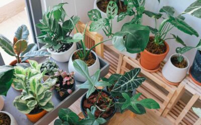 Decoración de interiores con plantas: guía completa y tendencias