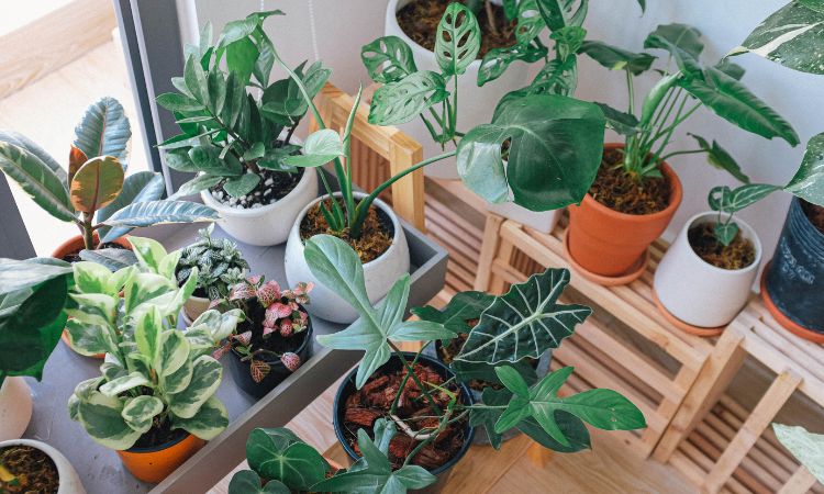 Conoce la decoración de interiores con plantas y las tendencias en 2026