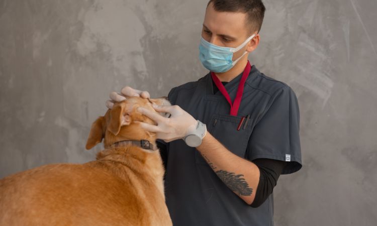 Conoce las ventajas y desventajas de estudiar veterinaria