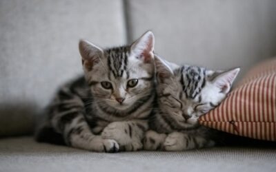 Enfermedades más comunes en gatos: síntomas que debes conocer y cómo prevenirlas