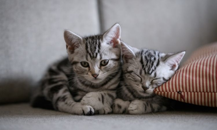 Conoce las enfermedades más comunes en gatos