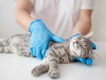 Descubre la certificación experto en anestesia veterinaria