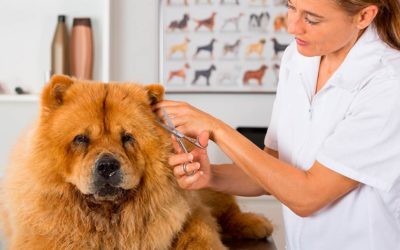 estudiar experto en Estética y Peluquería Canina