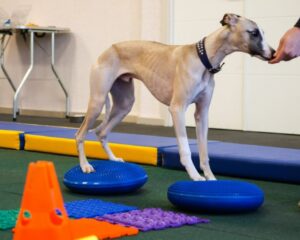 Fórmate como experto en rehabilitación veterinaria