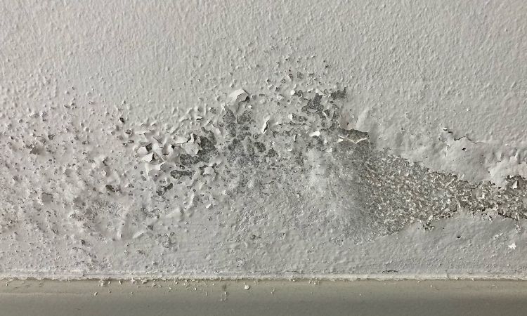 Aprende cómo quitar la humedad en paredes interiores