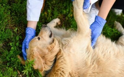 Primeros auxilios para perros: qué hacer en una emergencia