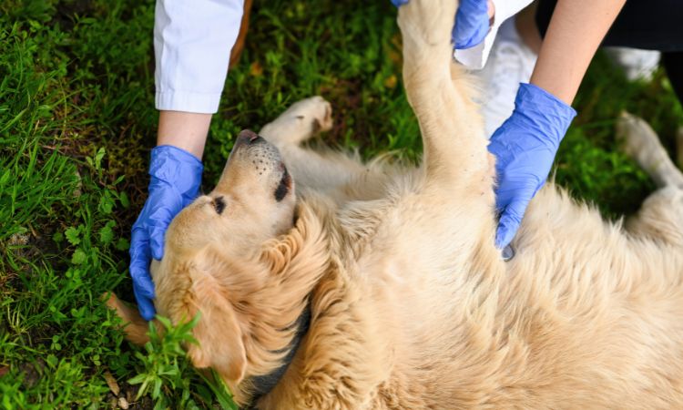 Conoce los primeros auxilios para perros