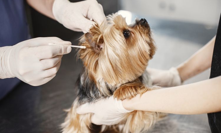 Descubre las 10 actividades que hace un veterinario