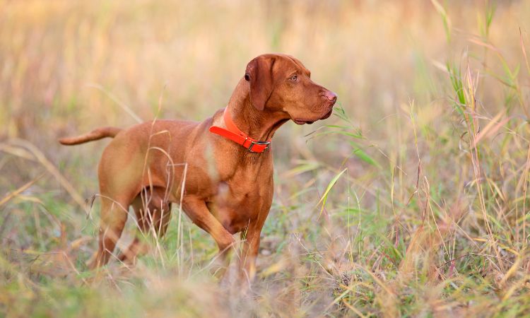 ¿Cuáles son las características de la razas de perros de caza?