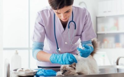 Vacuna en animales: por qué es clave para su salud