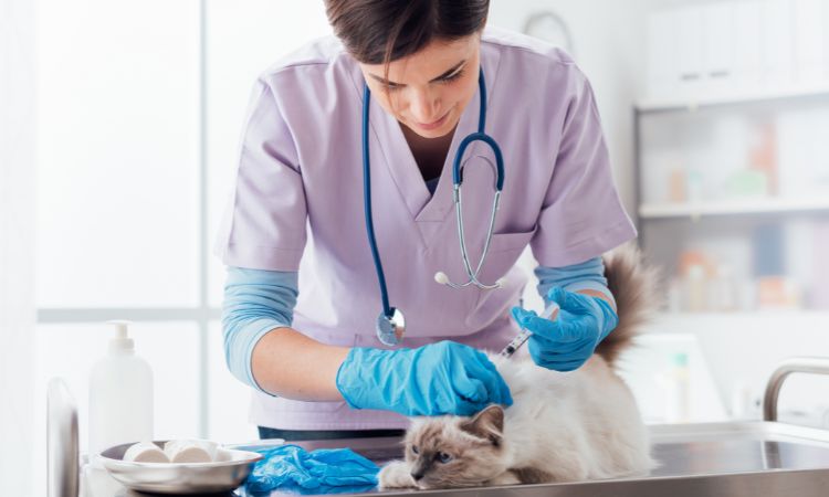 Conoce la vacuna en animales y su importancia